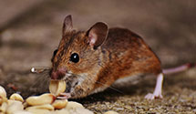 tree-injection-for-pest-control Experts in North Uxbridge